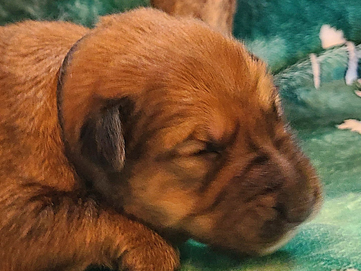 chinook puppy
